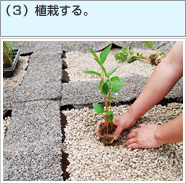 (3)植栽する。 (3)植栽する。